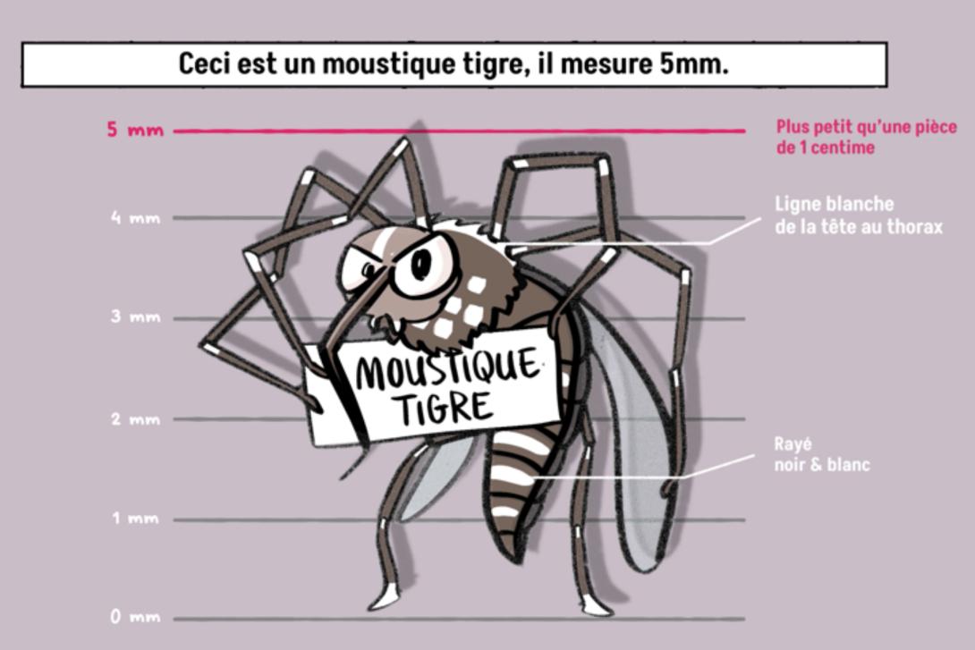 Signes distinctifs d'un moustique tigre 