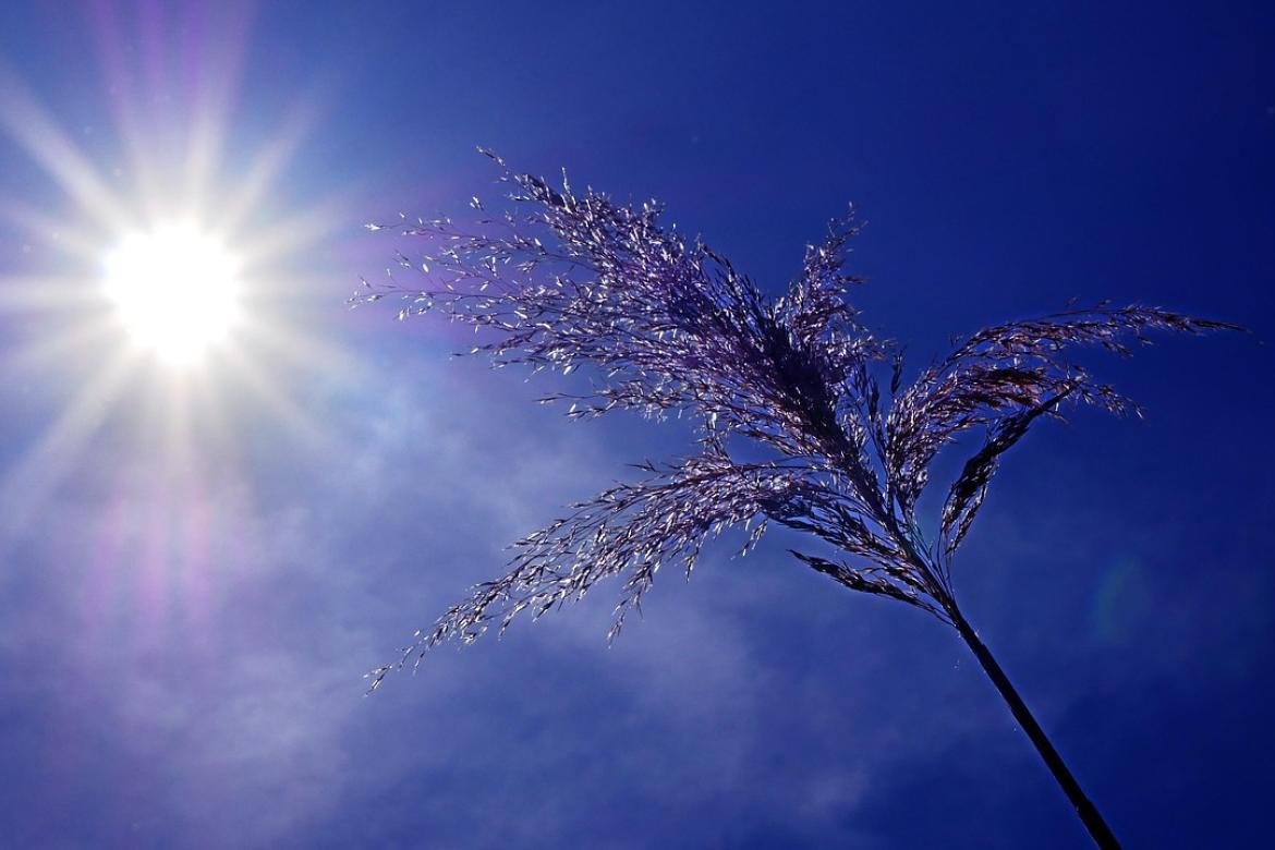 Alerte Canicule – Vigilance Orange au Pellerin