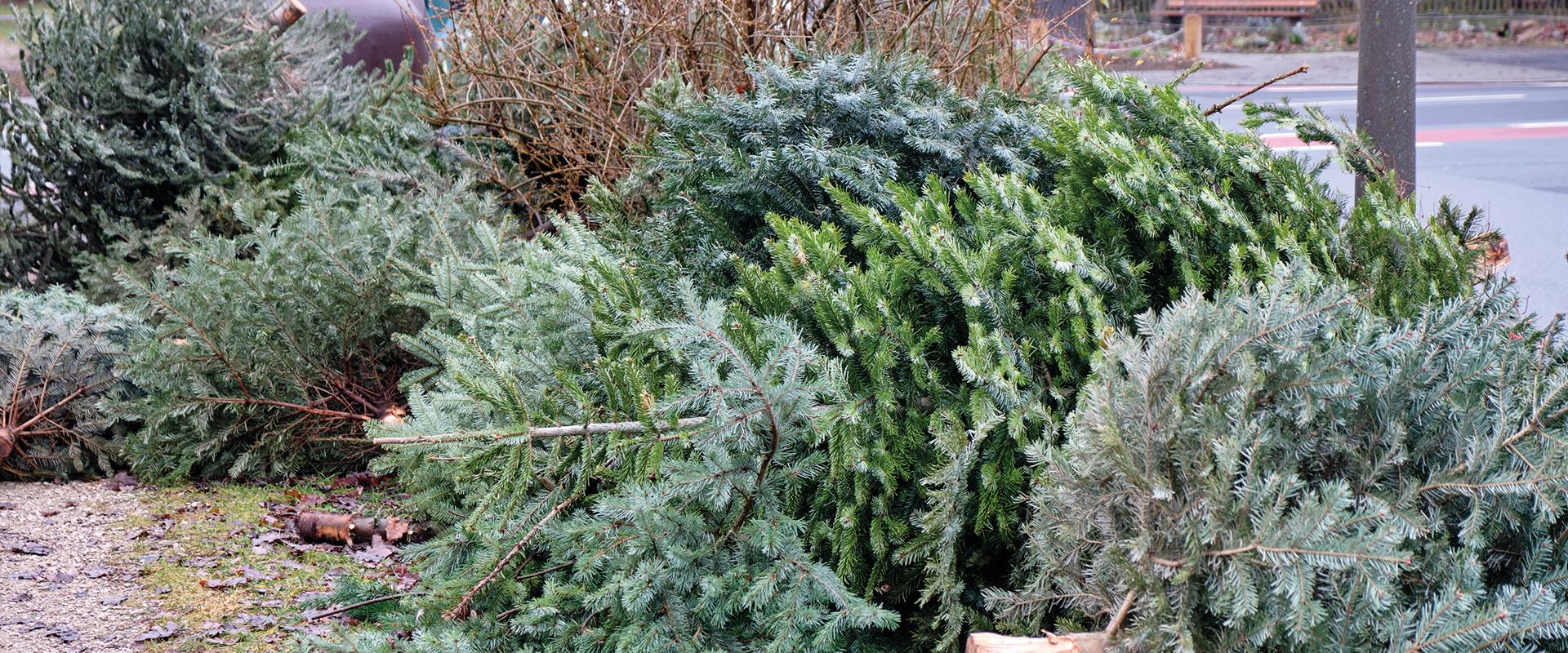 Sapins jetés