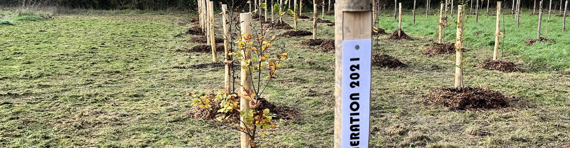 Jeunes arbres plantés en 2022